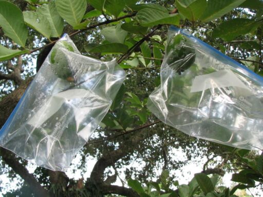 Навіщо вішати поліетиленові пакети з водою на дерева: відповідь вас точно здивує