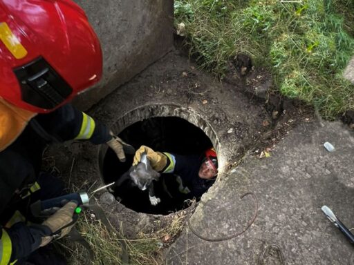 У Львові врятували цуценя, яке впало у каналізаційний колектор